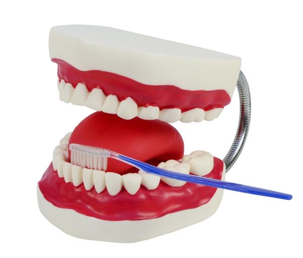 Image sur Dentier articulé