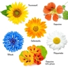 Image sur KIT DE GRAINES Fleurs Bio