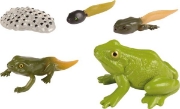 Image de Développement de la grenouille