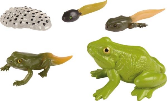 Image de Développement de la grenouille