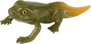 Image de Développement de la grenouille
