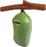 Image de Développement du papillon