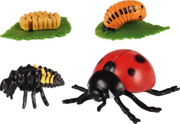 Agrandir l'image de Développement de la coccinelle Image de Développement de la coccinelle