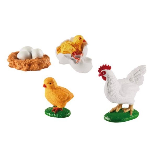 Image de Développement de la poule