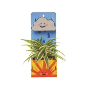 Image de Kit pots de fleurs Jours de pluie, les 2
