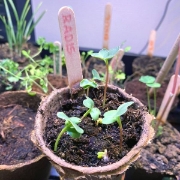 Image de Kit Serre Horticole - Cycle 1