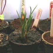 Image de Kit Serre Horticole - Cycle 1