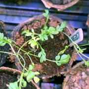 Image de Kit Serre Horticole - Cycle 2