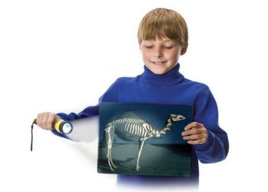 Image de À l'intérieur des animaux