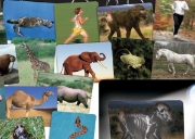 Image de À l'intérieur des animaux