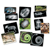 Image de Radiographies d'animaux