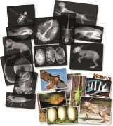 Image de Radiographies d'animaux