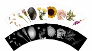 Image de Radiographies des plantes