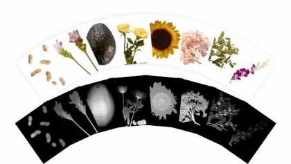 Image de la catégorie Environnement