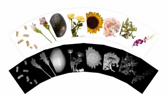 Image de Radiographies des plantes