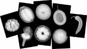 Image de Radiographies des plantes