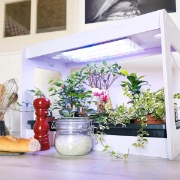 Image de Plateaux de culture interchangeables avec réserve d'eau, les 4