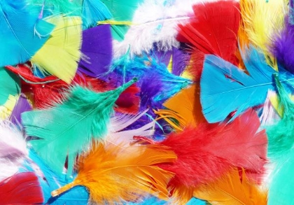 Image de la catégorie Plumes