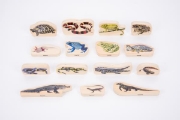 Image de Blocs de vie reptiles et amphibiens