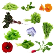 Image de Kit jardin des saisons