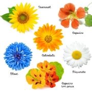 Image de KIT DE GRAINES Fleurs Bio