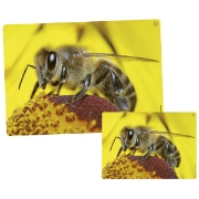 Image de Imagier sonore des animaux