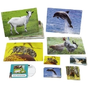 Image de Imagier sonore des animaux