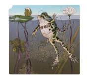 Image de Puzzle Le cycle de la vie de la grenouille