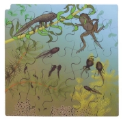 Image de Puzzle Le cycle de la vie de la grenouille