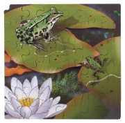 Image de Puzzle Le cycle de la vie de la grenouille