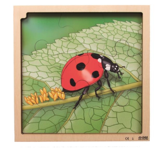 Image de Puzzle Le cycle de la vie de la coccinelle