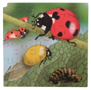 Image de Puzzle Le cycle de la vie de la coccinelle