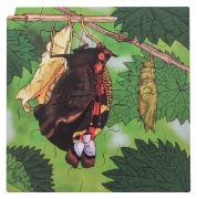 Image de Puzzle Le cycle de la vie du papillon