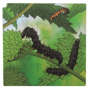 Image de Puzzle Le cycle de la vie du papillon