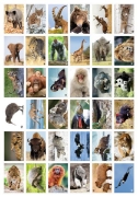 Image de Étiquettes récompenses  : les animaux en photos