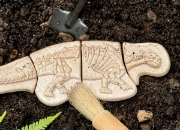 Image de Fossiles à découvrir Ankylosaurus & T-Rex – Yellow Door