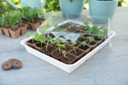 Image de Mini serre de germination avec 30 pots en tourbe