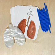 Image de Modèle de système respiratoire